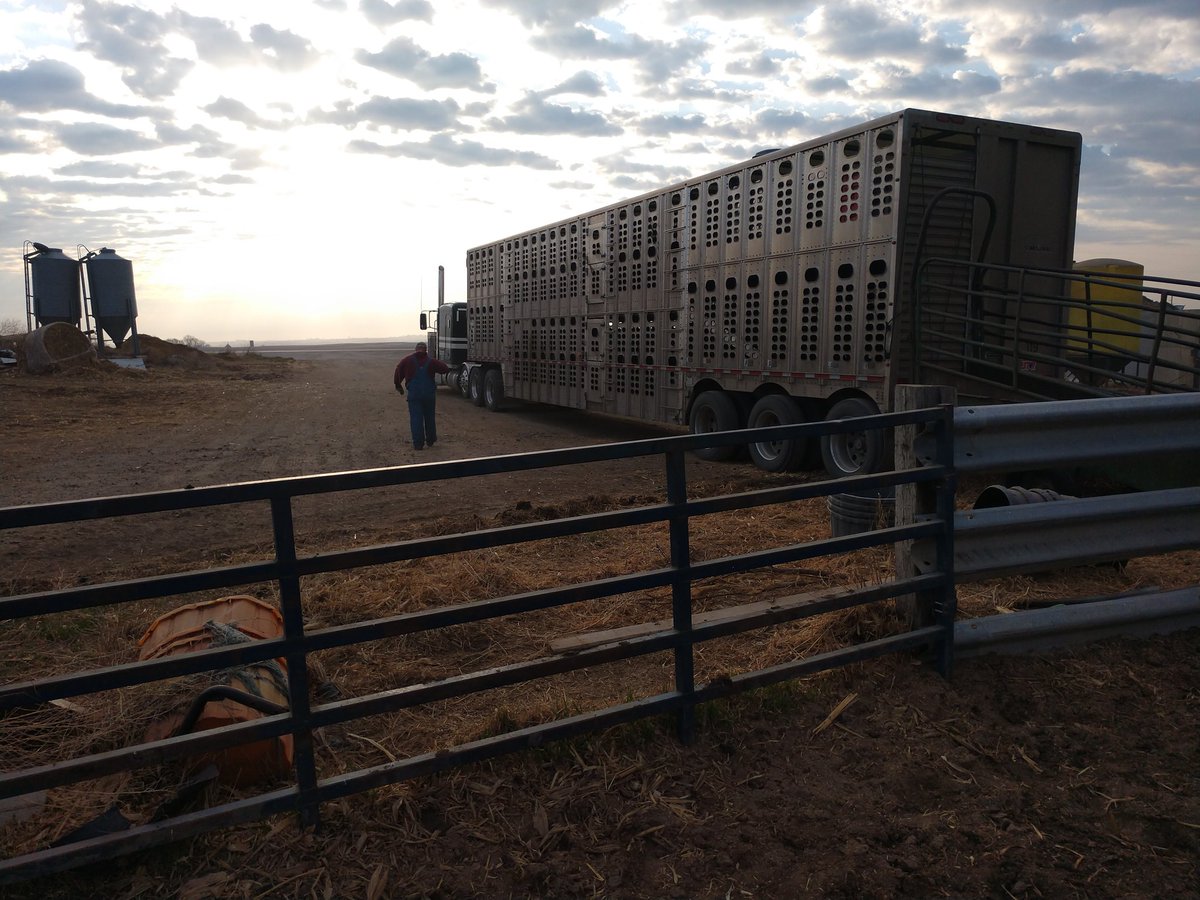 NateGraham83's tweet photo. Last load of fats this am.

270 days a chores twice a day=$0 profit

Packer profit =$165,000 

Try not to spend it all on one lobbyist... https://t.co/qcCZzhxmXS