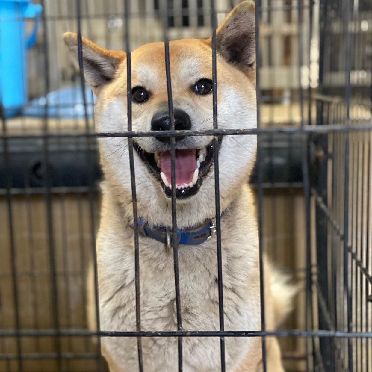 熊本迷い犬 Twitter Search Twitter