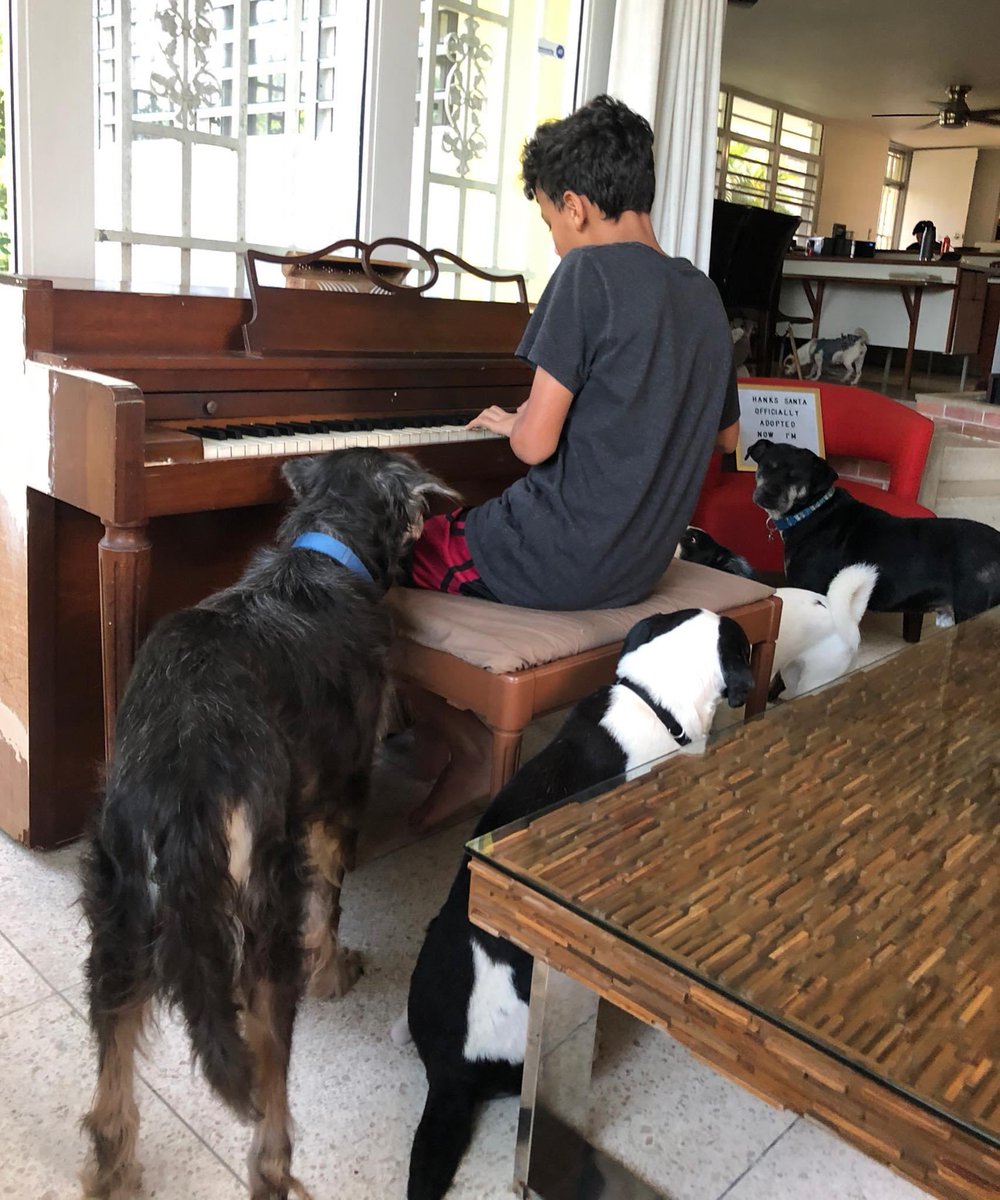 BrownieFound's tweet photo. #latepost Buenos días✨💛☀️✨, iniciando Semana Santa con un concierto de Piano 🎹 mañanero y con una audiencia VIP... 😂 Pendientes a la “Campaña del Pesito de Pascua” y los próximos modelos... Necesitamos de su apoyo más que nunca 🙏🏽 #rescuedog #stayhome #covid19pr #talentedson https://t.co/7DdD5C6iZu