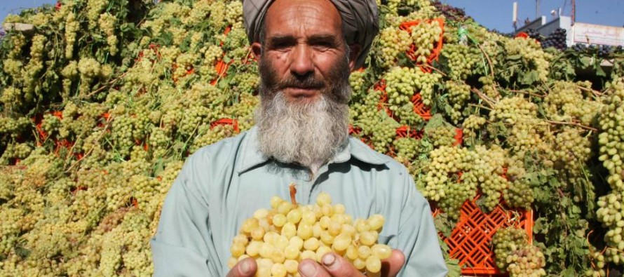 81. Provinsi Herat, di bagian barat Afghanistan, memproduksi 120 jenis anggur. Sebagian besar anggur ini kemudian diekspor ke luar negeri. @BiruniKhorasan