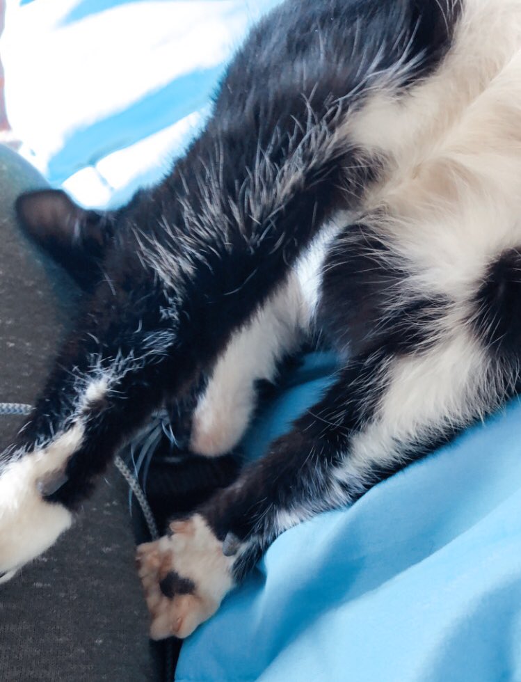 PopeyesChimken's tweet photo. semding. Cuddols to all ove you https://t.co/YVhotWqeBU