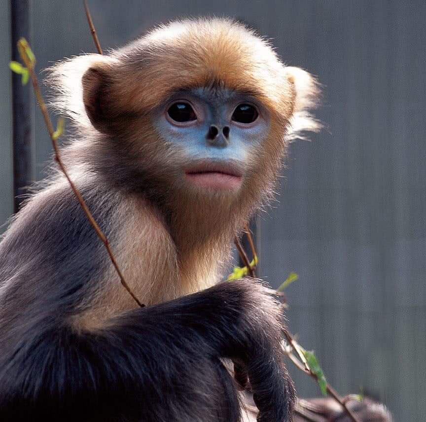 貴州から この写真のサルは黔金絲猴 貴州キンシコウ です 青い顔に 空に向かった鼻が特徴的 黔金絲猴が生息する場所は世界にただ一つ 貴州省の梵净山国家級自然保護区だけなんです ここが重要 中国 貴州 梵净山国家級自然保護区 黔金絲猴