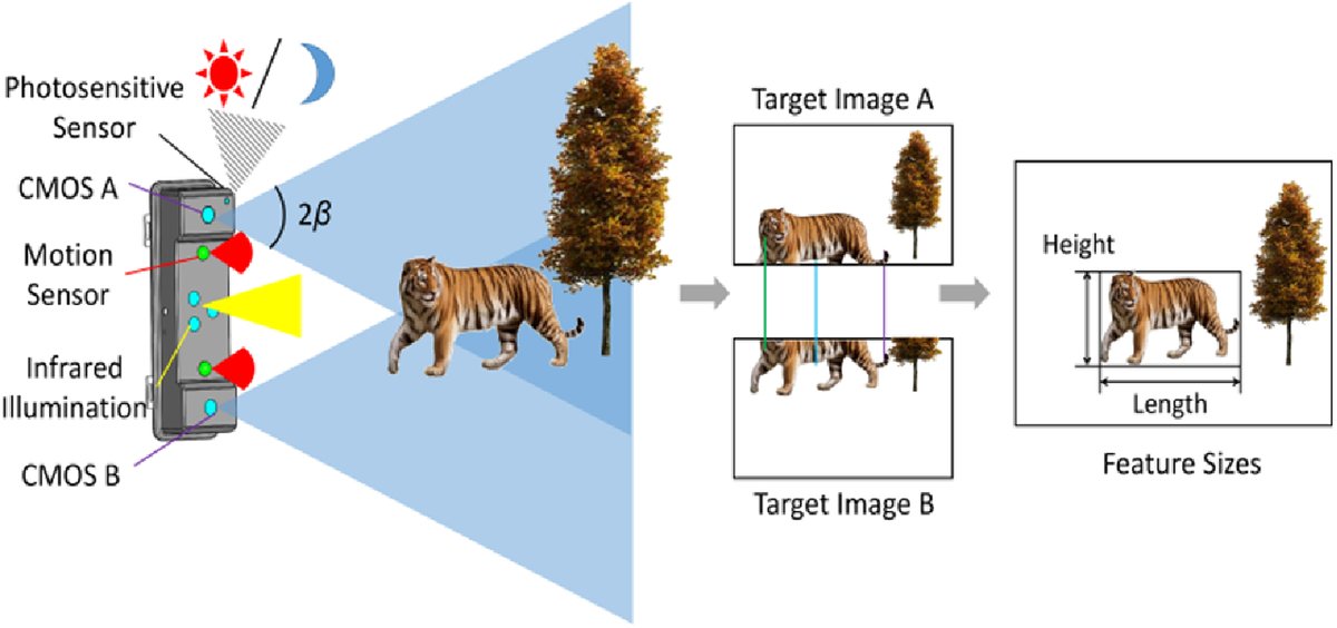 OpticaPubsGroup's tweet photo. An Editor's Pick from #OSA_AO: Stereo camera trap for wildlife in situ observations and measurements https://t.co/ElPFUKrCWD #CMOSCamera #FieldOfView https://t.co/T7LIK0OLgY