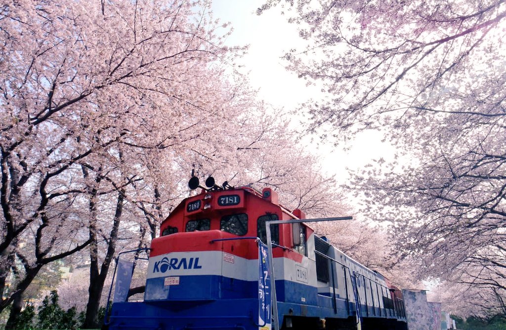  𝓒𝓱𝓮𝓻𝓻𝔂 𝓑𝓵𝓸𝓼𝓼𝓸𝓶 𝓲𝓷 𝓚𝓸𝓻𝓮𝓪 — a lil throwback story during my 48-hours trip catching cherry blossom in Seoul and Jinhaeall photos&videos are mine; feel free to edit/use but no repost:)