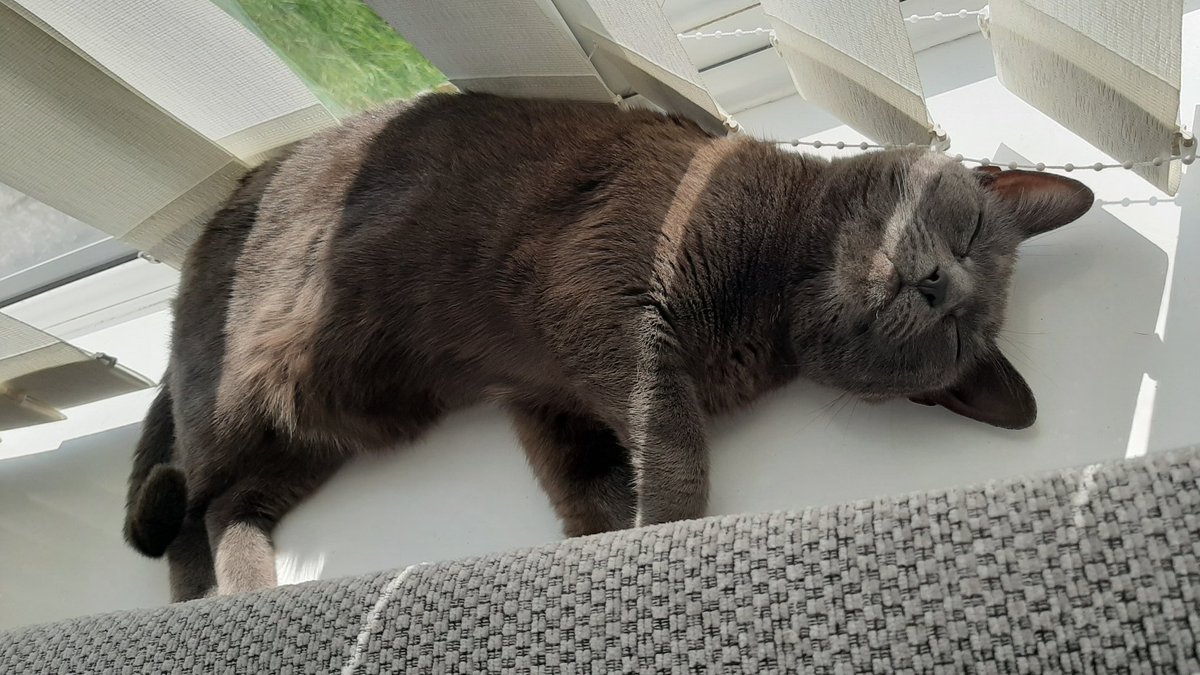 Poppy_beantoes's tweet photo. Finding this working from home thing far too much...time for a snooze! #CatsOfTwitter #CatsOnLockdown #workingfromhome #SunbathingCats https://t.co/f60316XCi3