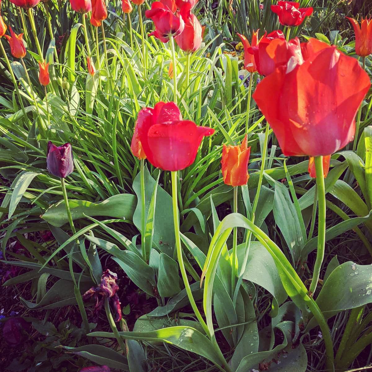 Cad atá le feiceáil i do shaol inniu? Give us a window into your world! Tá tiúilipí anseo... #Gaeilge