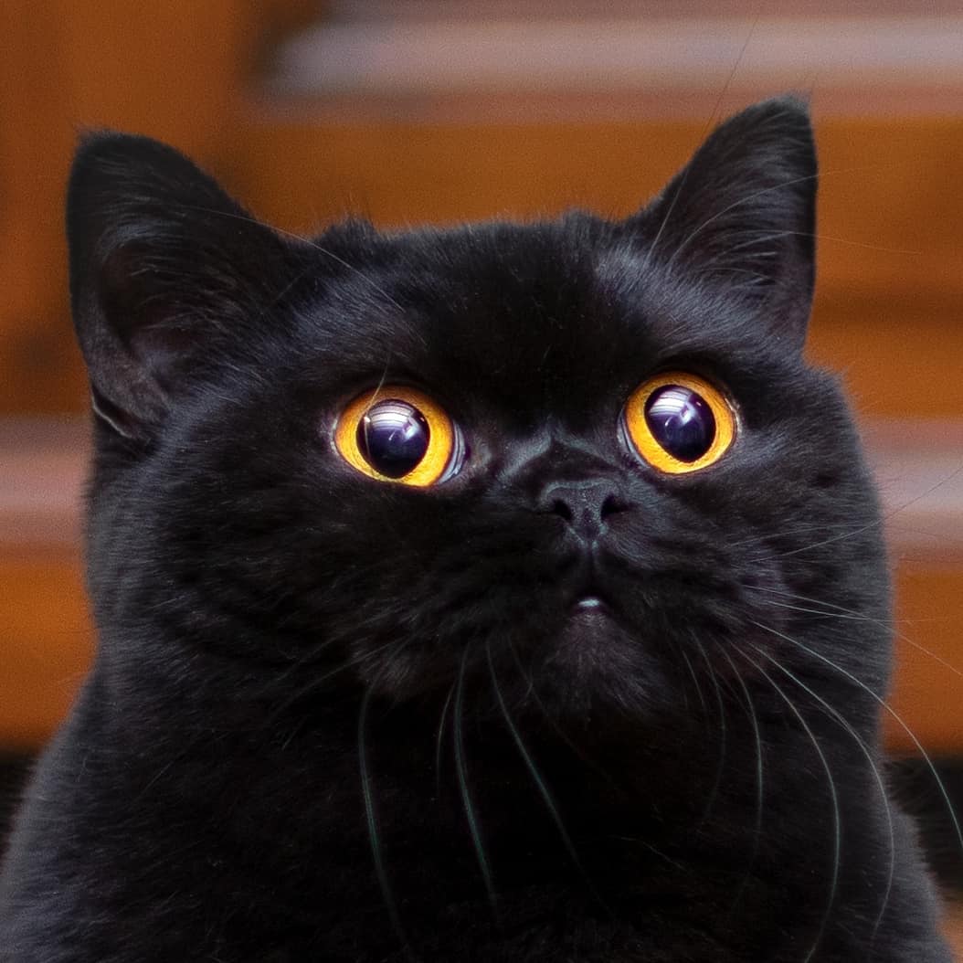 madfluffs's tweet photo. @catsofinstagram When someone mentions snaccs
*breathing intensifies*
#catsofinstagram #twitterweek https://t.co/0lJmuYxjw5