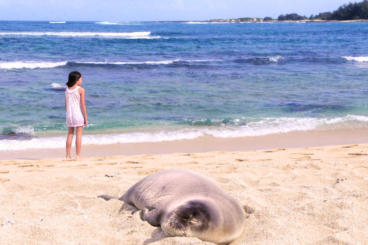 RevealedGuides's tweet photo. #SocialDistancing is always a good idea when there are #monkseals around. #AlohaWednesday #HawaiiRevealed #TravelRevealed #planningparadise #HawaiiMakesMeSmile  #LuckyWeLiveHI #guidebooks #guideapps #IsItFridayYet #Coronavirus #quarantinekinetings #stayinside #vacation https://t.co/eiJhauUNqu