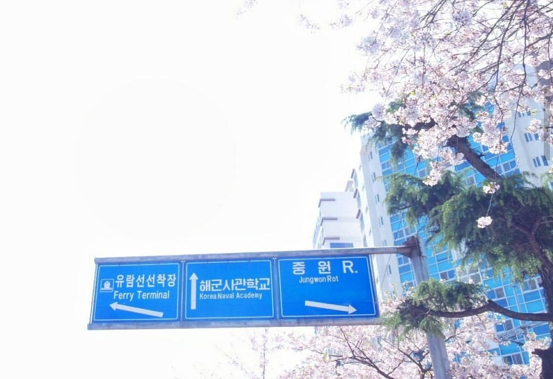 I would say, JINHAE IS A CITY OF CHERRY BLOSSOM! I never heard of any city that dedicated as much as Jinhae during Cherry Blossom Season. Jinhae has annual Cherry Blossom Festival for 57 years, usually held on April 1-10 every year. Sadly this year is cancelled due to covid-19 :(