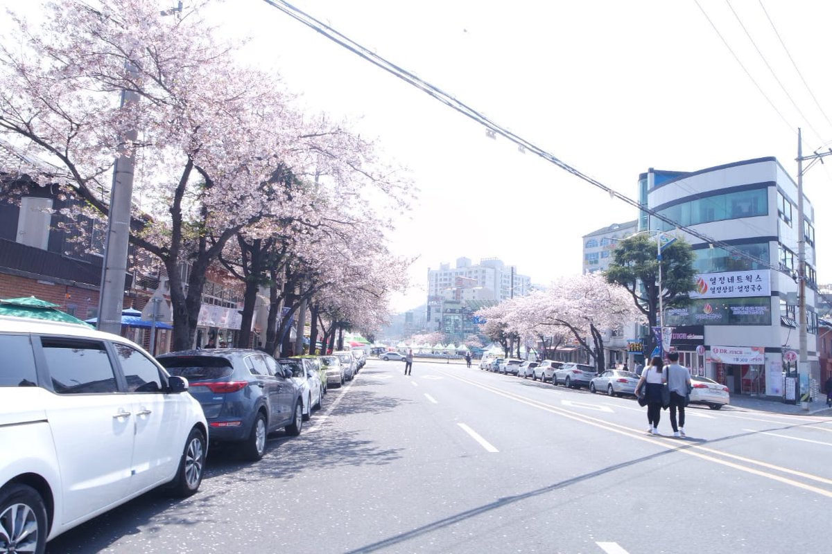 I would say, JINHAE IS A CITY OF CHERRY BLOSSOM! I never heard of any city that dedicated as much as Jinhae during Cherry Blossom Season. Jinhae has annual Cherry Blossom Festival for 57 years, usually held on April 1-10 every year. Sadly this year is cancelled due to covid-19 :(