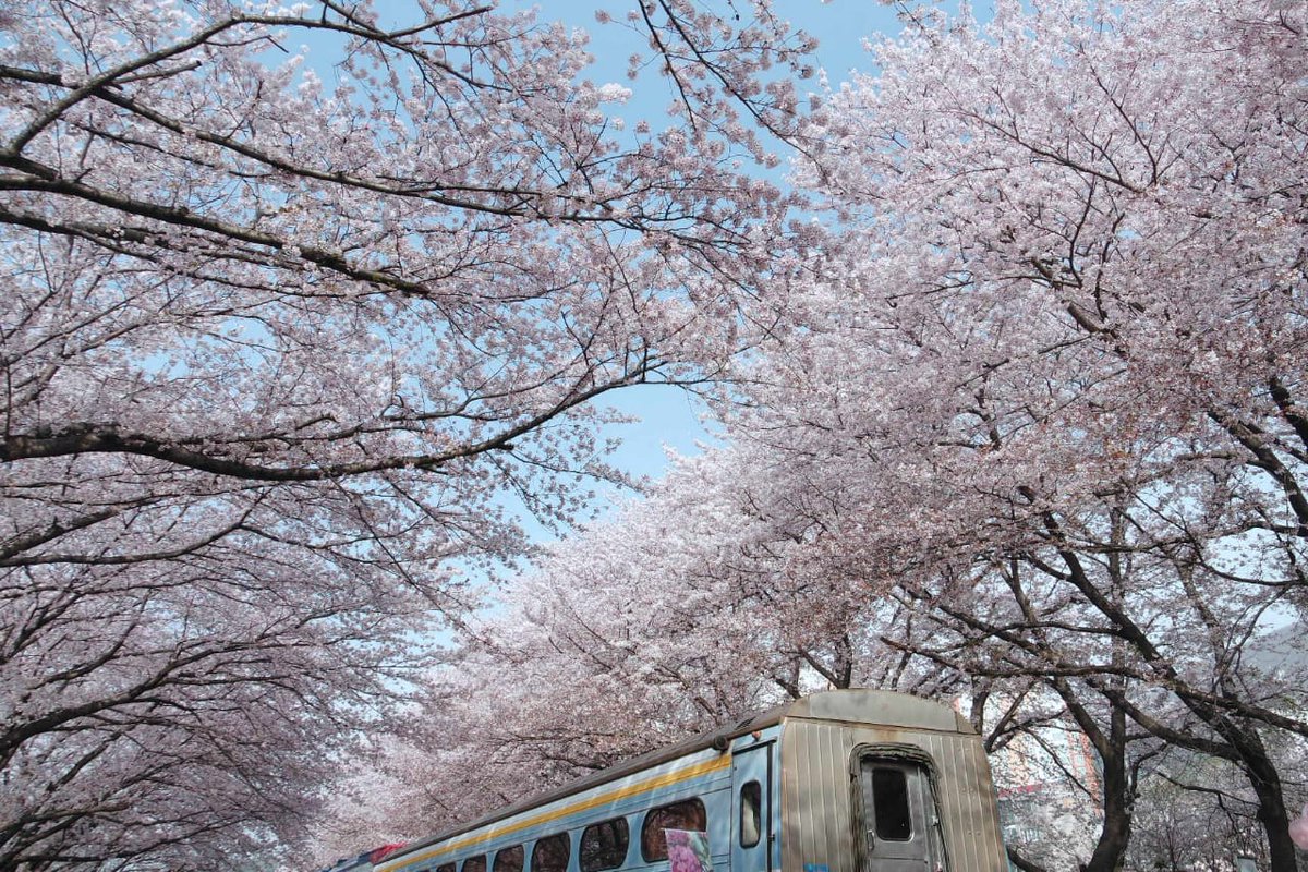 Gyeonghwa Rail StationThe view is super breathtaking. The cherry blossom are in full bloom and started to fall, so when the wind blew, its showering you with their petals The train makes it even more aesthetic for a pic Mesmerizing subhanallah (i wanna go back)