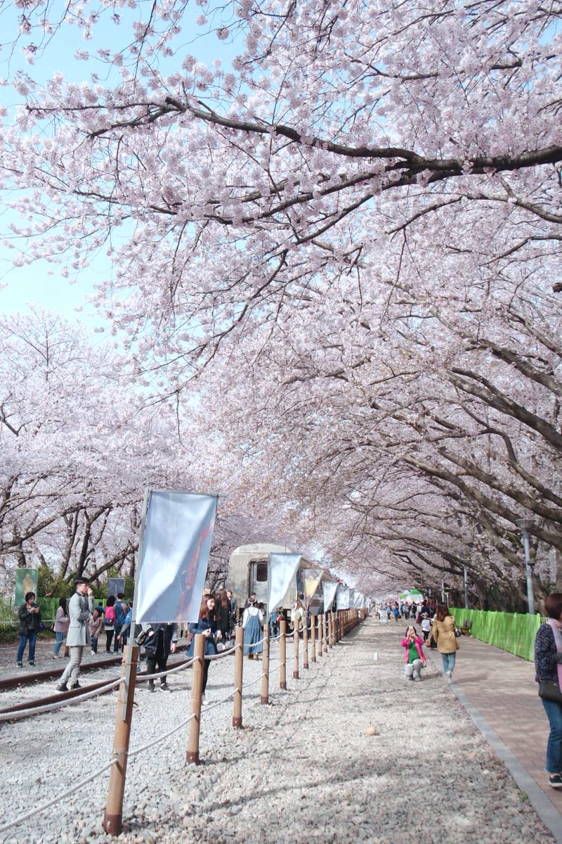 Gyeonghwa Rail StationThe view is super breathtaking. The cherry blossom are in full bloom and started to fall, so when the wind blew, its showering you with their petals The train makes it even more aesthetic for a pic Mesmerizing subhanallah (i wanna go back)