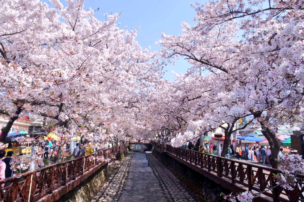 Yeojwacheon Stream One of best cherry blossom viewing spot in Jinhae with Romance Bridge, a popular spot for couple after a romantic drama scene. Its still beautiful even if you are alone tho