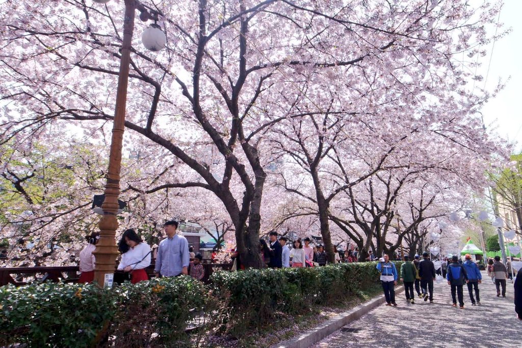 Yeojwacheon Stream One of best cherry blossom viewing spot in Jinhae with Romance Bridge, a popular spot for couple after a romantic drama scene. Its still beautiful even if you are alone tho