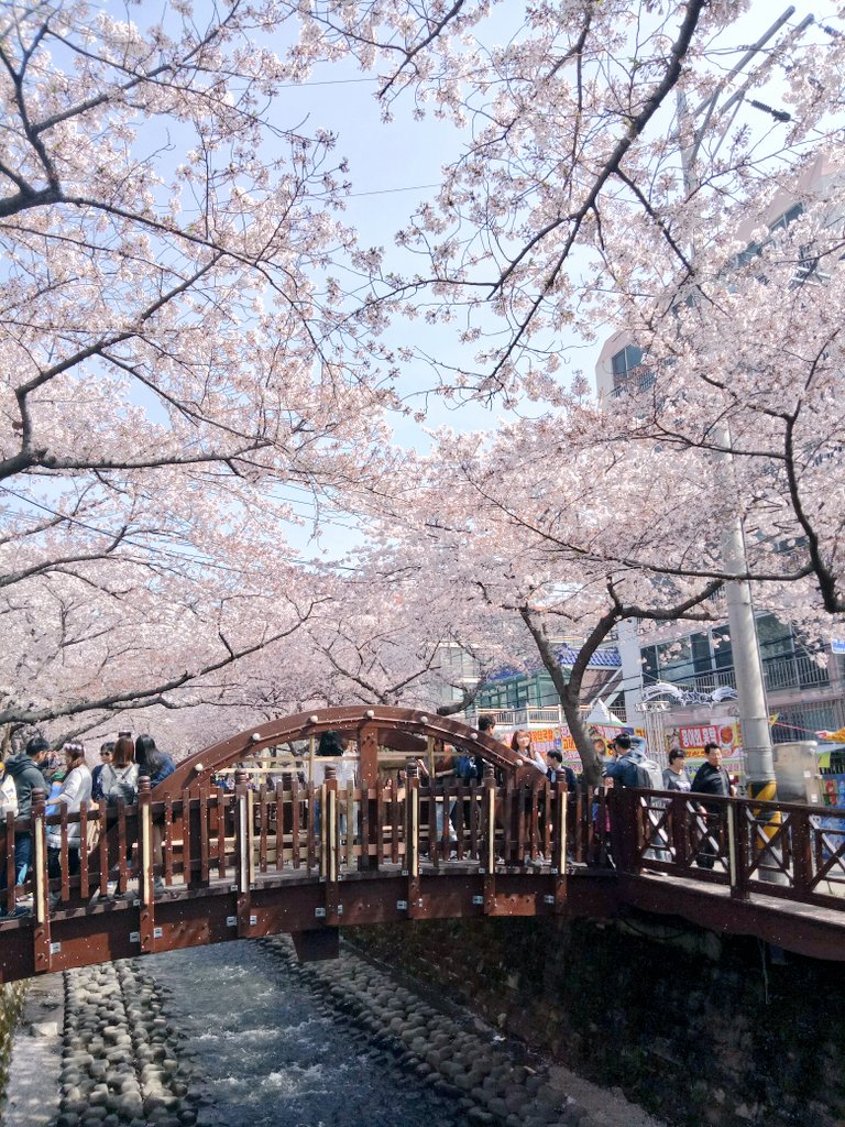 Yeojwacheon Stream One of best cherry blossom viewing spot in Jinhae with Romance Bridge, a popular spot for couple after a romantic drama scene. Its still beautiful even if you are alone tho