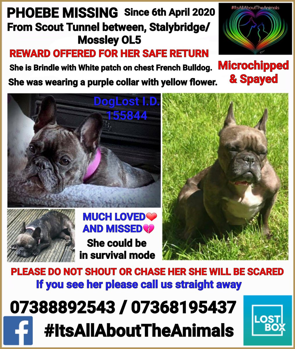 Angela Hoy (@hoy_angiehoy) on Twitter photo Please #rt to help #FindPhoebe #missing from a walk on canal Scout Tunnel #Stalybridge #Mossley #OL5 #frenchbulldog #microchipped #spayed #ScanMe xxxx <a href="/IAATA2016/">IAATA</a> <a href="/Chipcheckchops/">Chops</a> <a href="/sammeegiles/">Samantha Giles (blue tick)</a> <a href="/MissingPetsGB/">Missing Pets GB</a> <a href="/Dr_Dan_1/">Dr Daniel Allen</a> <a href="/VetsGetScanning/">MakeChipsCount to Reunite Pets</a> <a href="/SAMPAuk_/">Stolen&Missing Pets</a> <a href="/rosiedoc666/">Rosie Doc</a> <a href="/CanalRiverTrust/">Canal & River Trust</a> Please #rt to help #FindPhoebe #missing from a walk on canal Scout Tunnel #Stalybridge #Mossley #OL5 #frenchbulldog #microchipped #spayed #ScanMe xxxx <a href="/IAATA2016/">IAATA</a> <a href="/Chipcheckchops/">Chops</a> <a href="/sammeegiles/">Samantha Giles (blue tick)</a> <a href="/MissingPetsGB/">Missing Pets GB</a> <a href="/Dr_Dan_1/">Dr Daniel Allen</a> <a href="/VetsGetScanning/">MakeChipsCount to Reunite Pets</a> <a href="/SAMPAuk_/">Stolen&Missing Pets</a> <a href="/rosiedoc666/">Rosie Doc</a> <a href="/CanalRiverTrust/">Canal & River Trust</a>