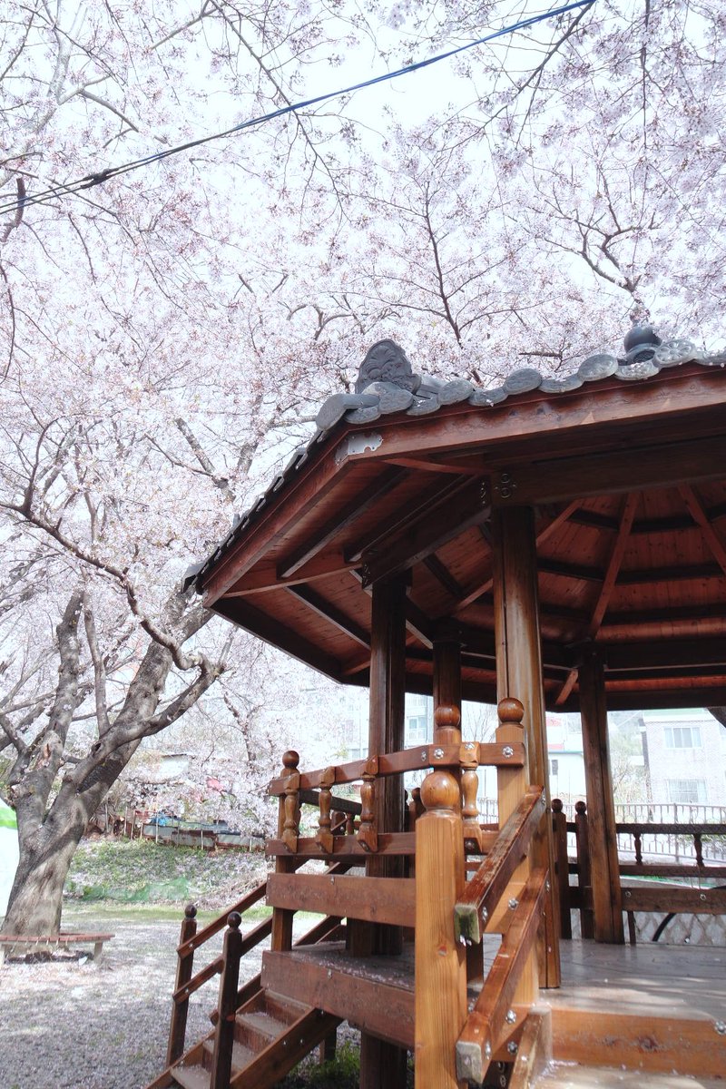 Yeojwacheon Stream One of best cherry blossom viewing spot in Jinhae with Romance Bridge, a popular spot for couple after a romantic drama scene. Its still beautiful even if you are alone tho