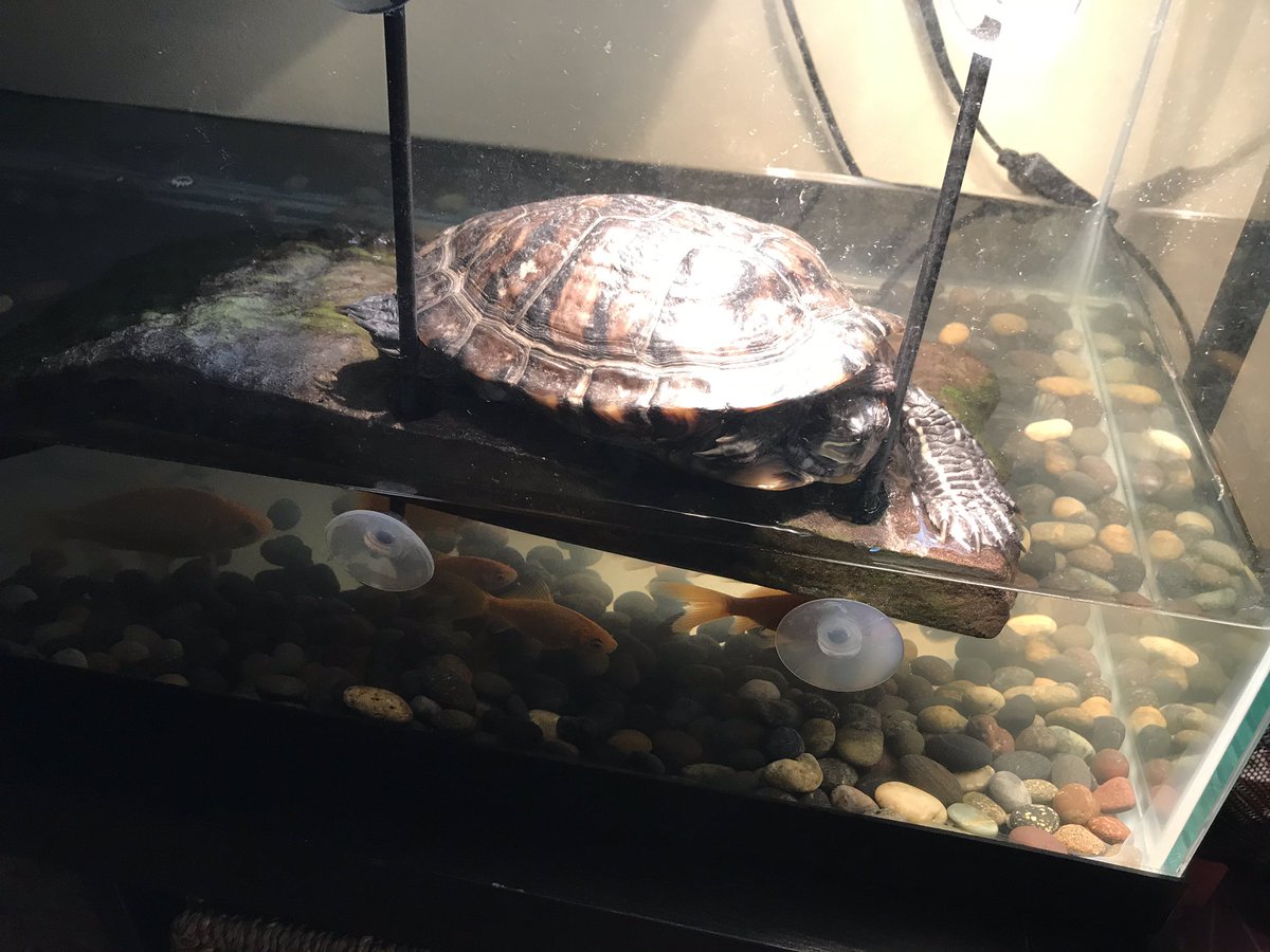 Einstein (left) and Frankie, better known as Frankenstein are ready for a day of e-learning! 🐶🐶Scarlet is ready too, she misses all of you! 🐢#63success