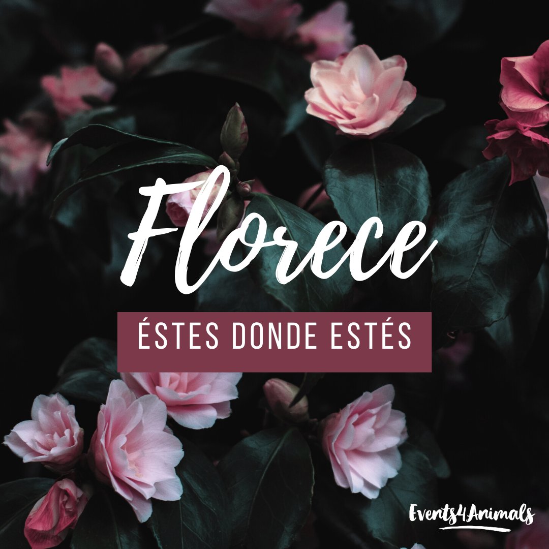 Events4Animals's tweet image. 🌼Florece. Estés donde estés.
Flourishes. Wherever you are.🌷

#florece #quedateencasa #quédateencasa #yomequedoencasa #quedateentuputacasa #saludmental #autocuidado #veganismo #feminismo #feminista #saludfisica