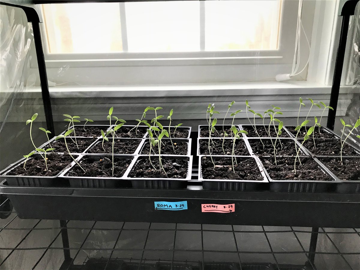 ...We did all our best not to disturb the worms too much, and placed them in our new beds.Anyway, besides grapes, we are trying to grow things we normally eat: Tomatoes, Zucchini, Cucumbers, Peppers (not germinated yet ) Spinach & Romaine Lettuce, along with some herbs...