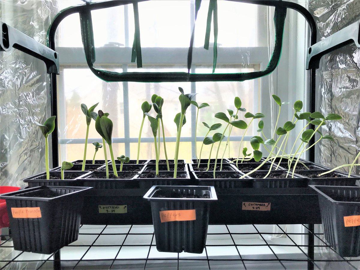 ...We did all our best not to disturb the worms too much, and placed them in our new beds.Anyway, besides grapes, we are trying to grow things we normally eat: Tomatoes, Zucchini, Cucumbers, Peppers (not germinated yet ) Spinach & Romaine Lettuce, along with some herbs...