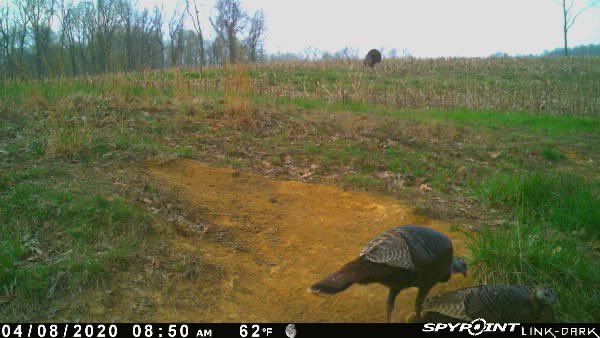 Someone is showing off for the ladies at the dusting spot... 😎 stop being a creep and go talk to them Tom! <a href="/SpypointCamera/">SPYPOINT Trail Cameras</a>