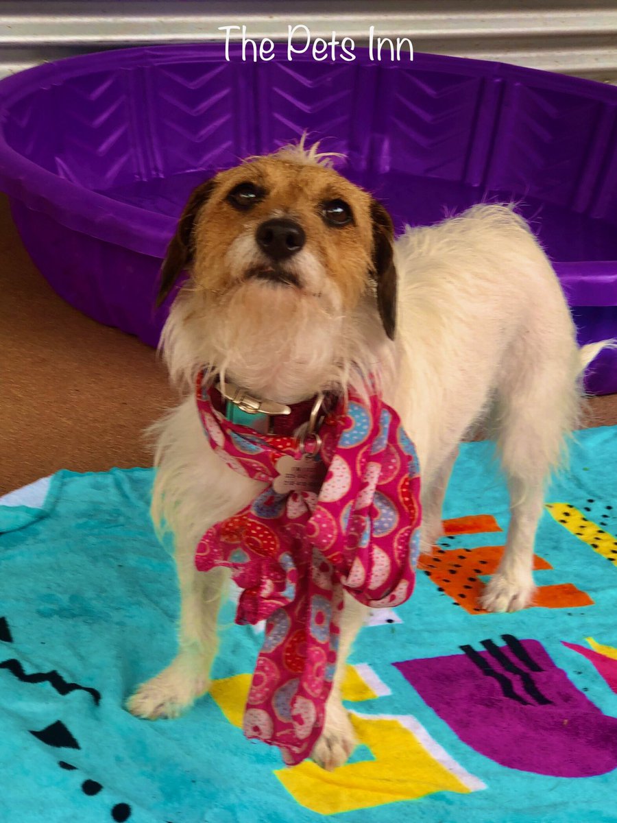 ThePetsInnSA's tweet photo. https://t.co/jIv8qZby3o