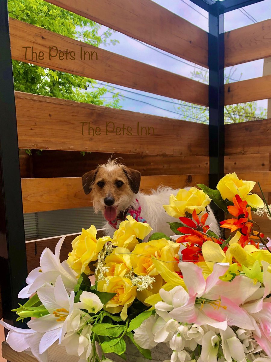 The Pets Inn SA (@thepetsinnsa) on Twitter photo 