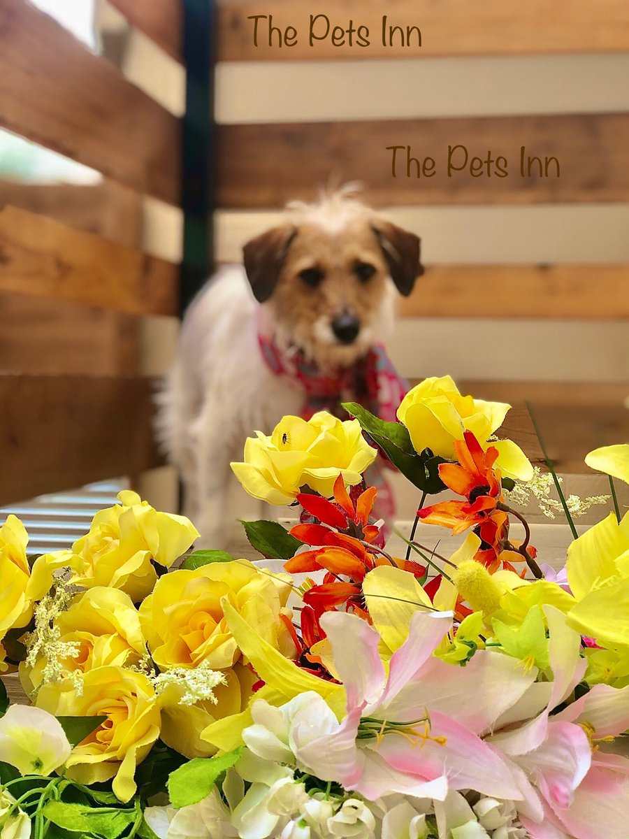 ThePetsInnSA's tweet photo. https://t.co/jIv8qZby3o