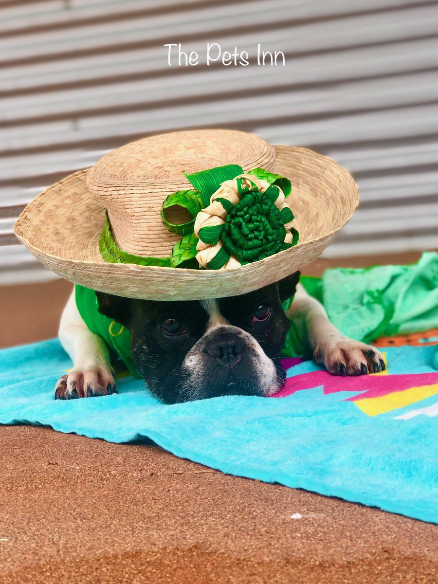 The Pets Inn SA (@thepetsinnsa) on Twitter photo 