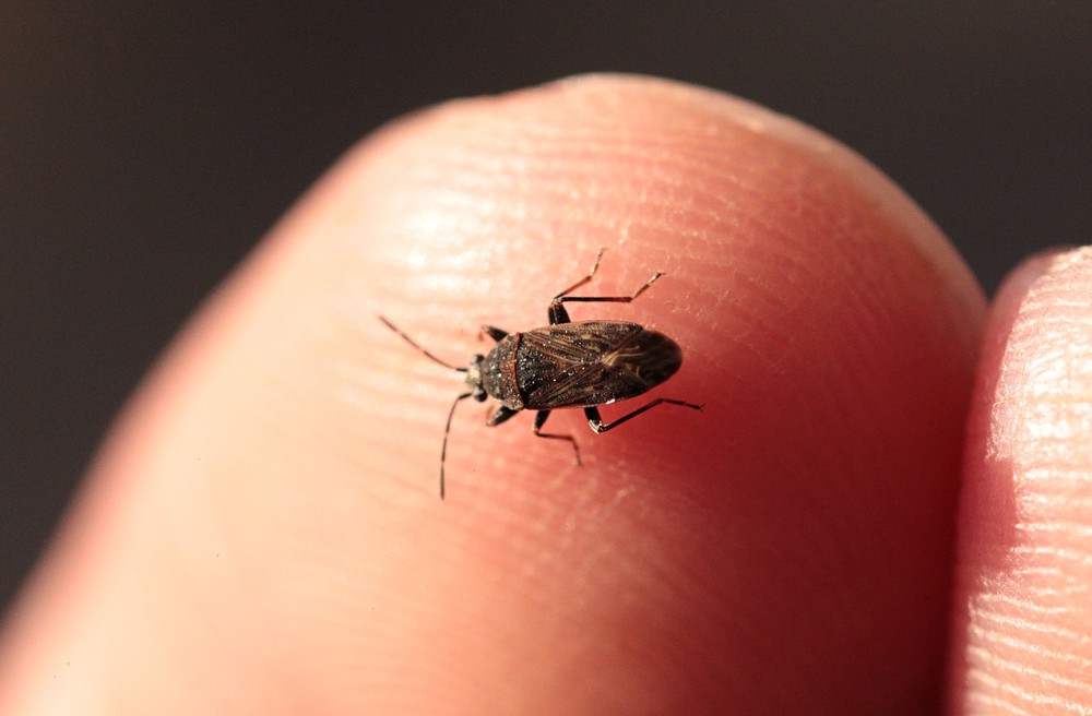 Inmiddels zijn 121 mensen gestart met een BioBlitz in hun tuin. Zie: covid.waarneming.nl/bioblitz.php

We zoeken naar groot én klein. Van Zeearend tot Sombere dartelwants (foto). De koploper heeft op dit moment al 223 soorten waargenomen in zijn tuin. Doe jij ook mee?
