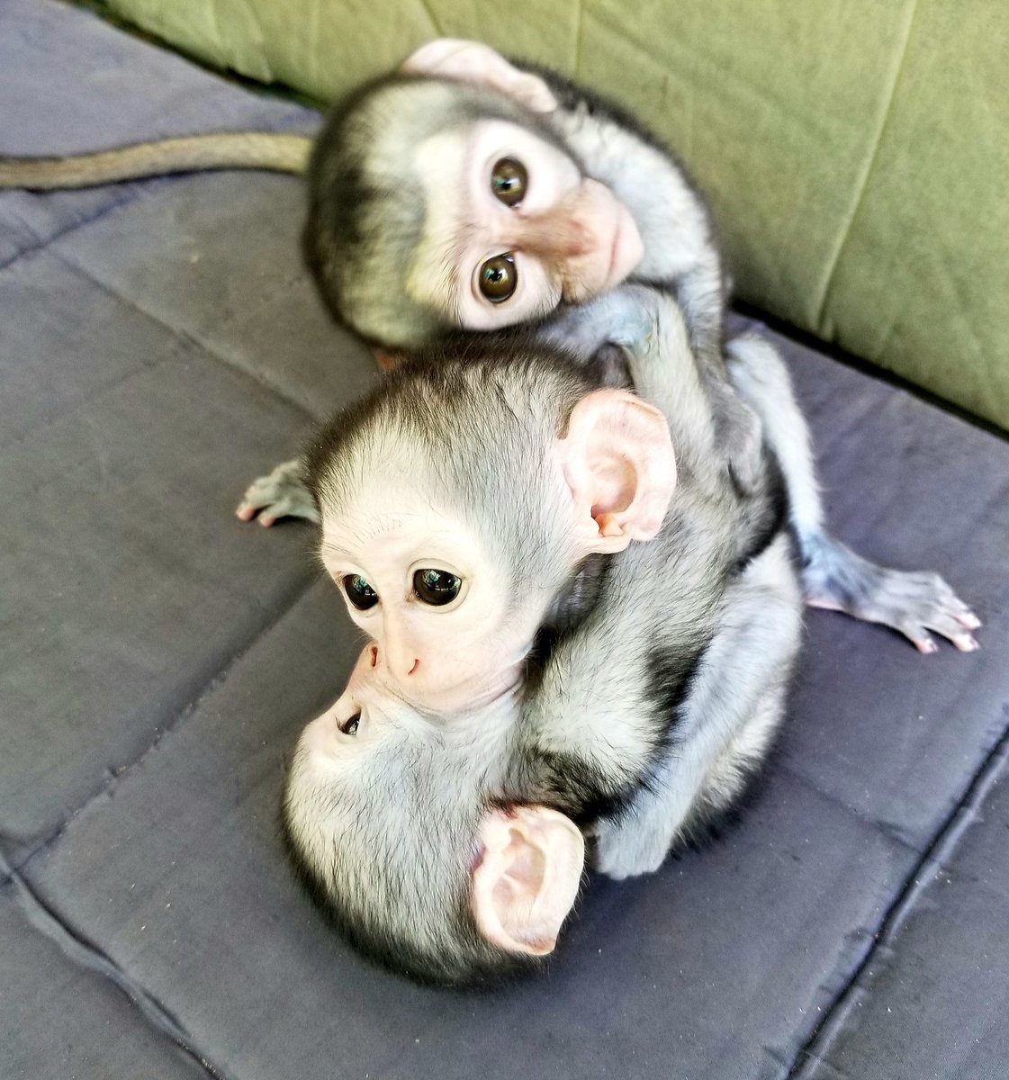 Very funny @not_causation. We only rate monkeys (and apes). This is clearly a totem pole. Please keep submissions to primates only... 13/10