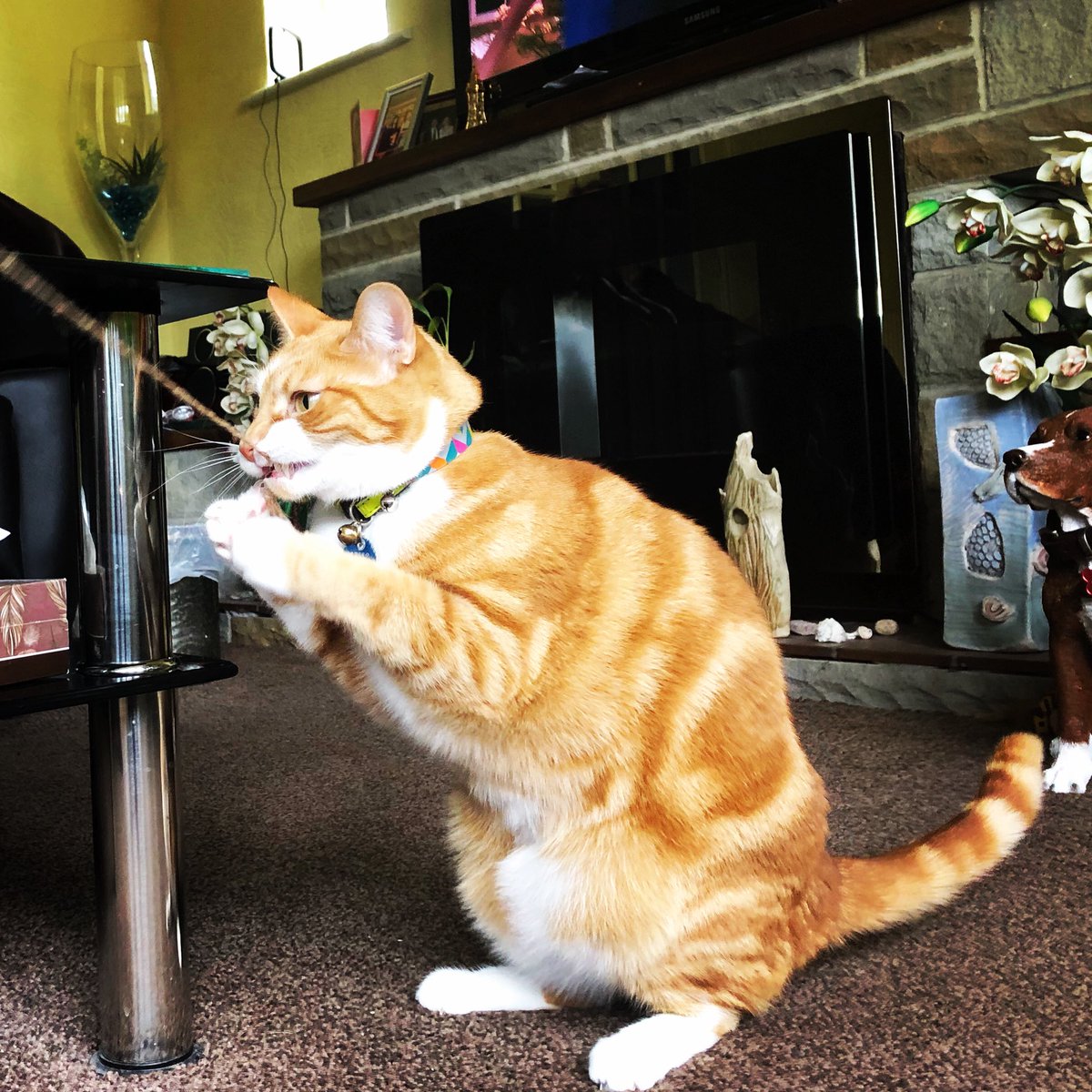 TheJaspeee's tweet photo. Give it to me #catmodel #CatsOfTwitter #CatsOnTwitter #catsofinstagram #catslife #catstagram #cute #CatNamesWorldCup #cats_of_world #catmodel #popularcat IG Thejaspeee https://t.co/W6ZFmjCEnG