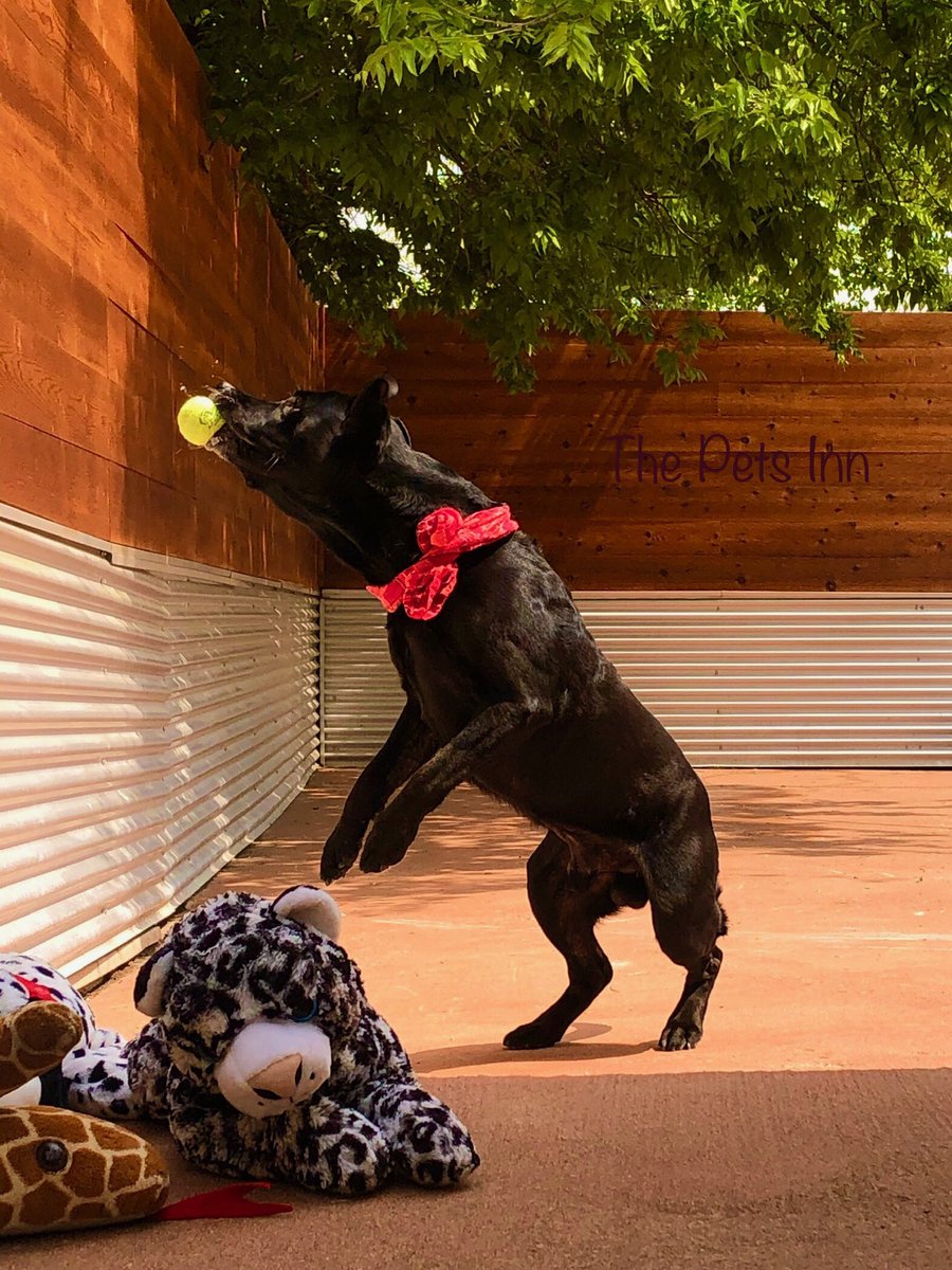 The Pets Inn SA (@thepetsinnsa) on Twitter photo 