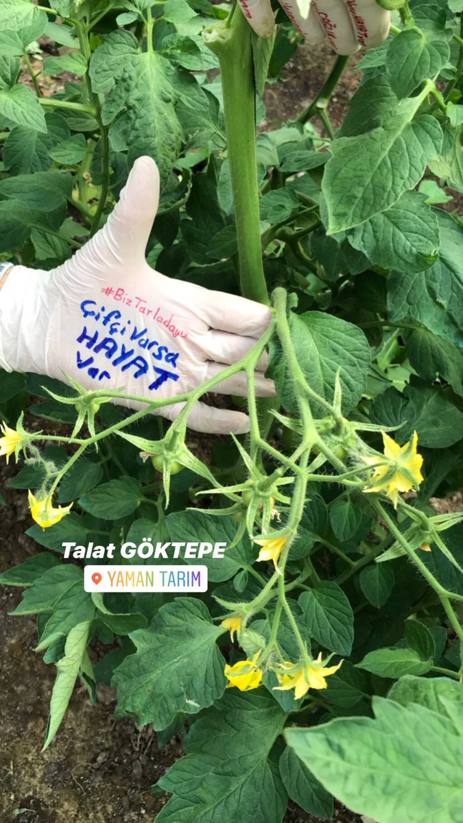 👨🏼‍🌾 Çiftçi Yeryüzünün En Kıymetli Yurttaşıdır 
#bizbizeyeteriz 
#BizTarladayız #Birlikteİyileşeceğiz #ÇifçiVarsaHayatVar #RTErdogan #EvdeHayatVar #EvdeKalTurkiye 
<a href="/drfahrettinkoca/">Dr. Fahrettin Koca</a> <a href="/bekirpakdemirli/">Dr. Bekir Pakdemirli</a> <a href="/TCTarim/">T.C. Tarım ve Orman Bakanlığı</a> <a href="/BeratAlbayrak/">Berat Albayrak</a> <a href="/MersinValiligi/">Mersin Valiliği</a> <a href="/saglikbakanligi/">T.C. Sağlık Bakanlığı</a> <a href="/tcbestepe/">T.C. Cumhurbaşkanlığı</a> <a href="/RTErdogan/">Recep Tayyip Erdoğan</a>