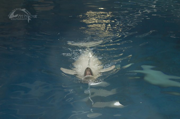 スナメリのtwitterイラスト検索結果 古い順