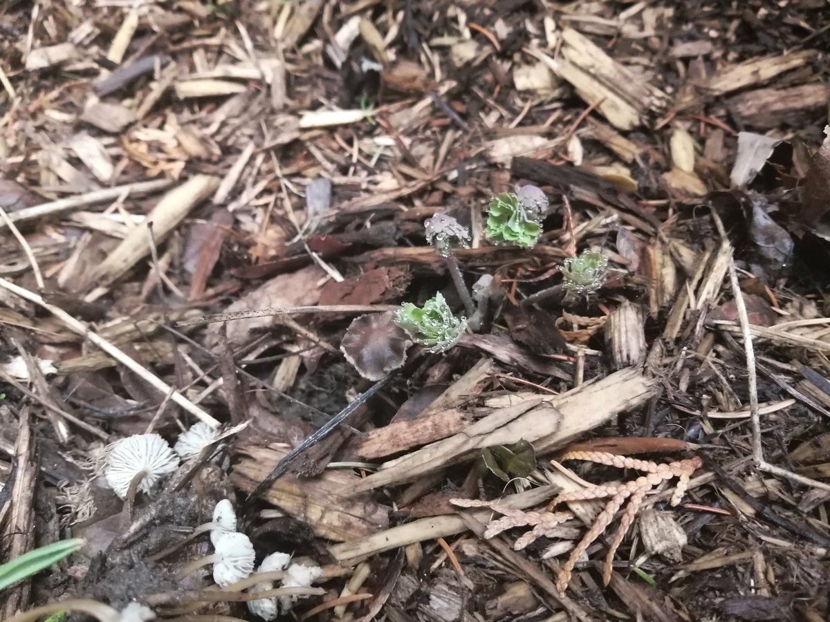 LuyksEdward's tweet photo. #springishere @StMarysFalcons #firstdandelion #ONtrillium https://t.co/a6O93Ut8d0