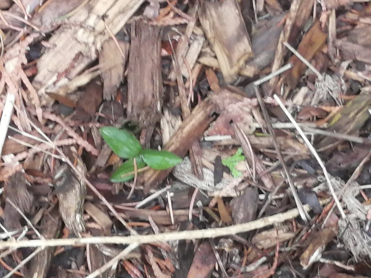 LuyksEdward's tweet photo. #springishere @StMarysFalcons #firstdandelion #ONtrillium https://t.co/a6O93Ut8d0