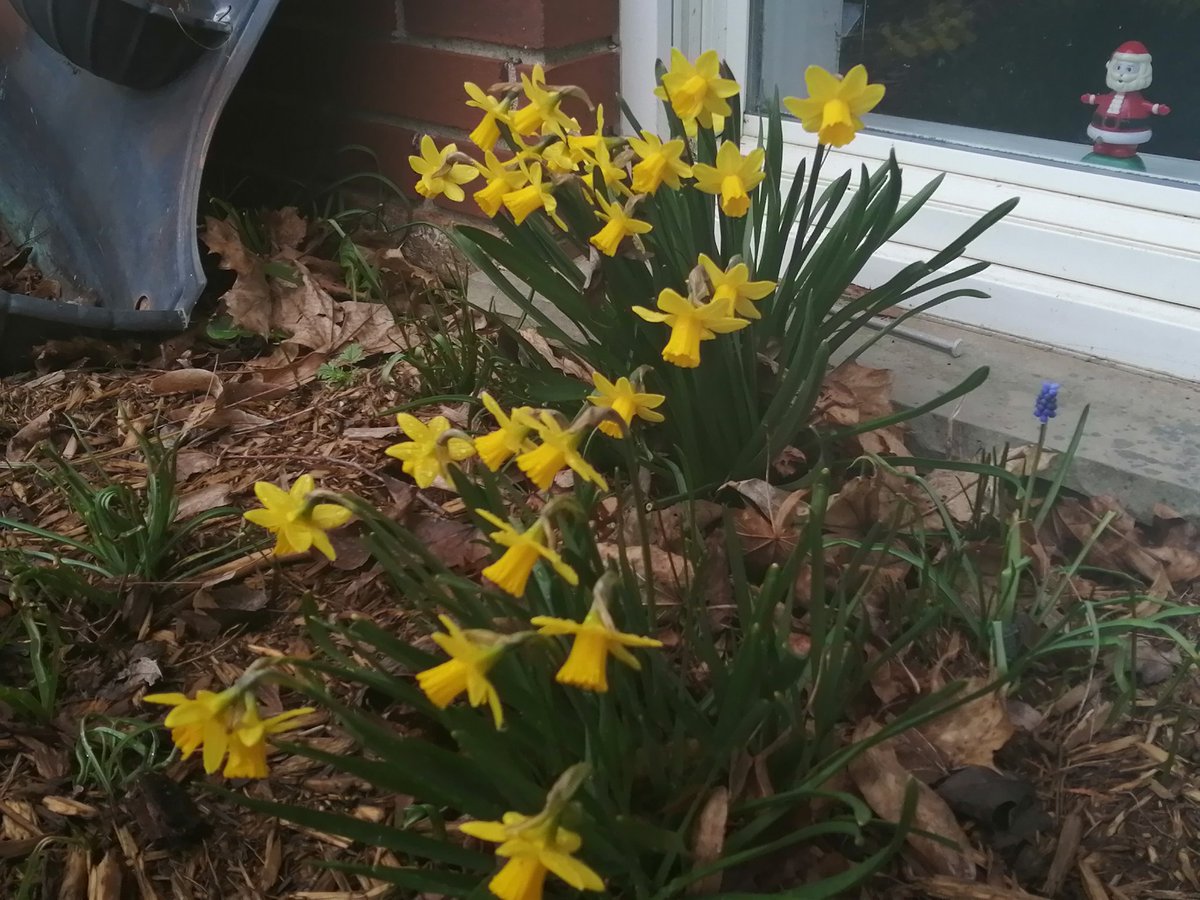 LuyksEdward's tweet photo. #springishere @StMarysFalcons #firstdandelion #ONtrillium https://t.co/a6O93Ut8d0