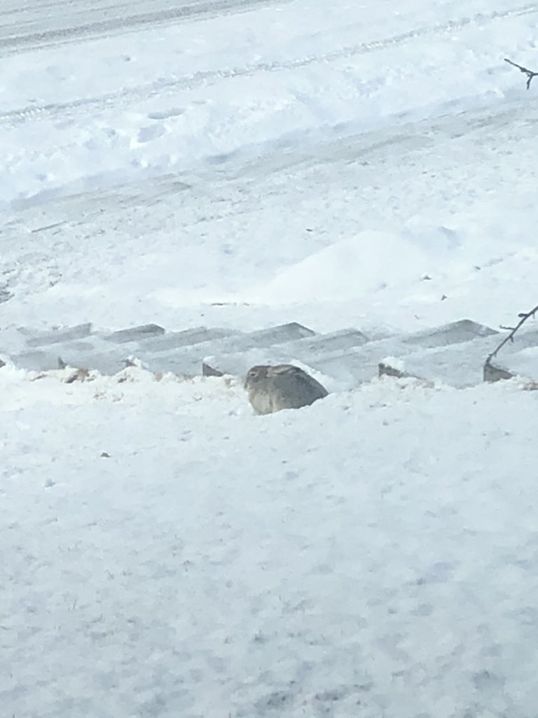 Nobody is more confused by all this snow in #yyc than this little guy who is all decked out in spring colours already.