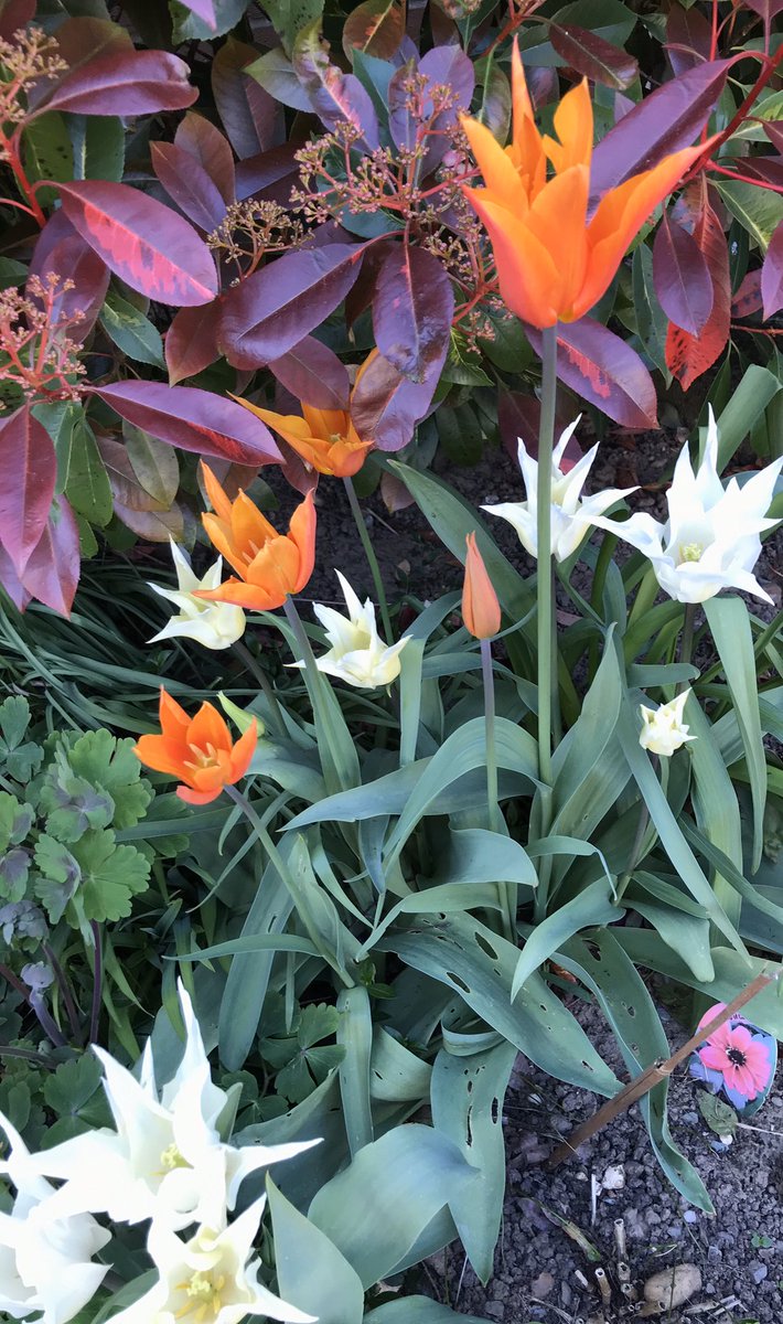 poshncfc's tweet photo. Today’s action shots from the garden.., https://t.co/NFBbexDnXr