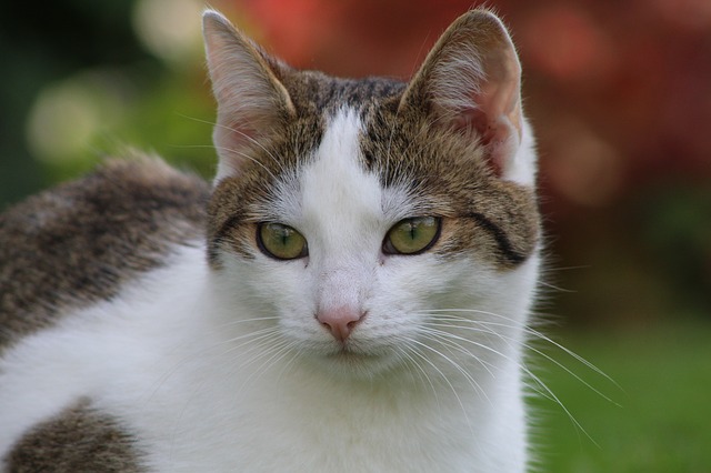 Esos Gatos Locos Esosgatoslocos Twitter