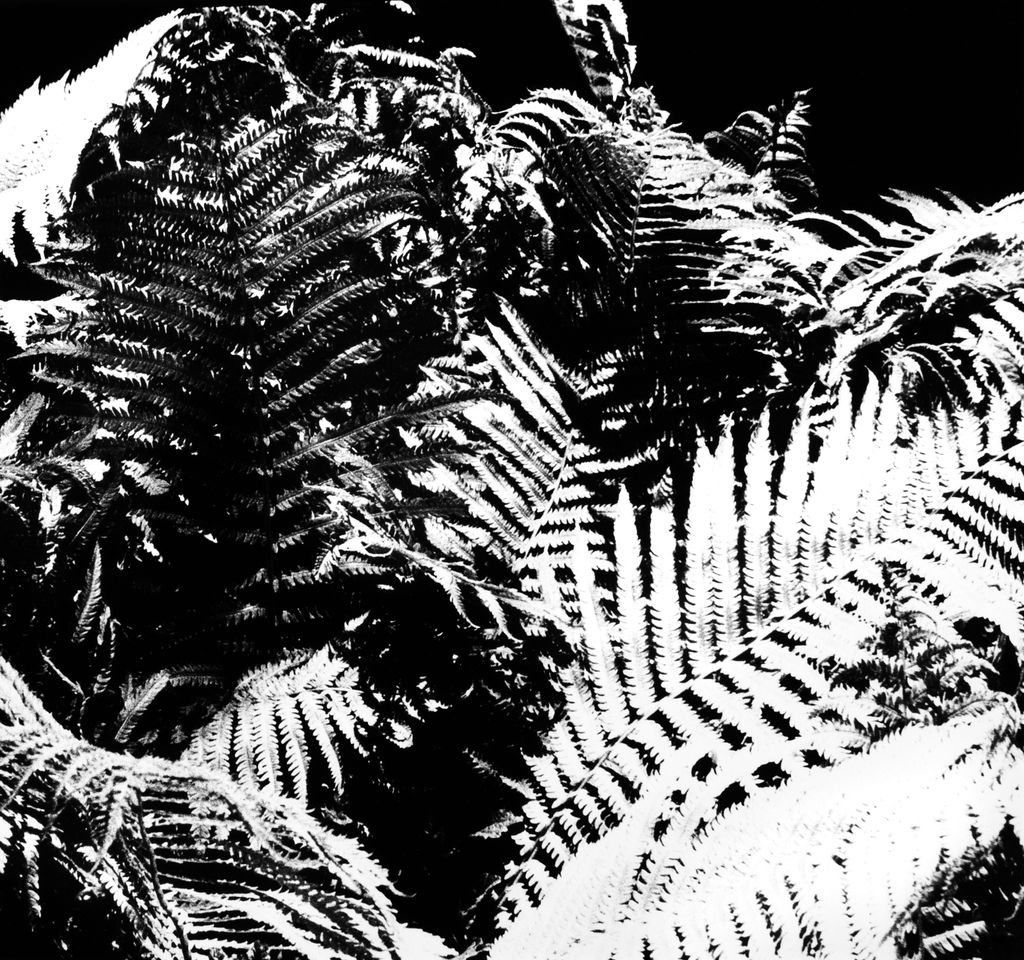 SCDesignStudios's tweet image. Fiddleheads should be arriving any week. Get them before they become ostrich ferns... stir-fry foraging!
Ferns on Brovira Silver Gelatin Print #fineartphotography  #darkroomartist