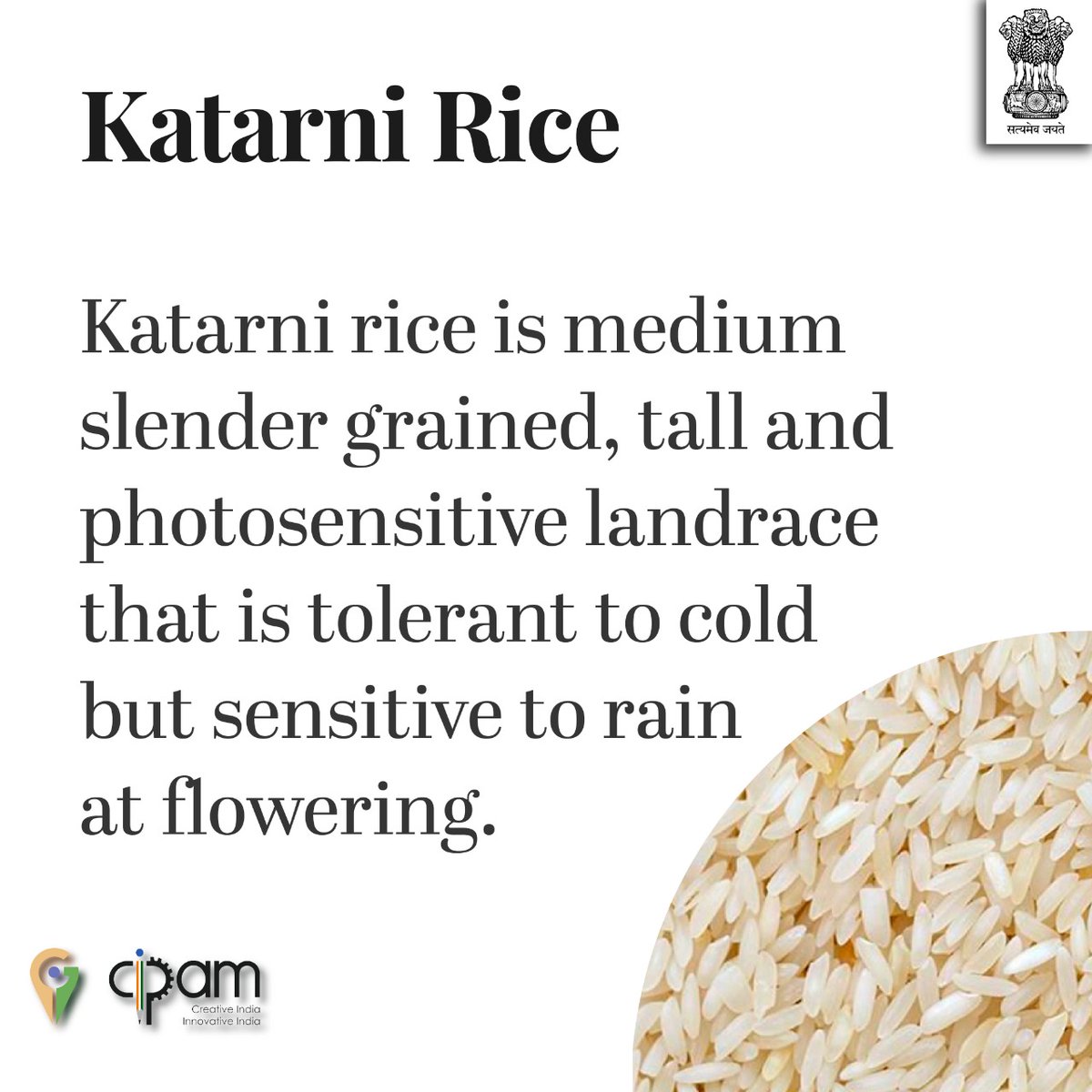 CIPAM_India's tweet photo. #KnowYourGI : आइये बिहार के इस भौगोलिक उपदर्शन 'कतरनी चावल’ के बारे में जानें कुछ खास बातें। #GisofIndia #WahGI #HumaraGI #LetstalkIP (4/4) https://t.co/M49Wq6get6