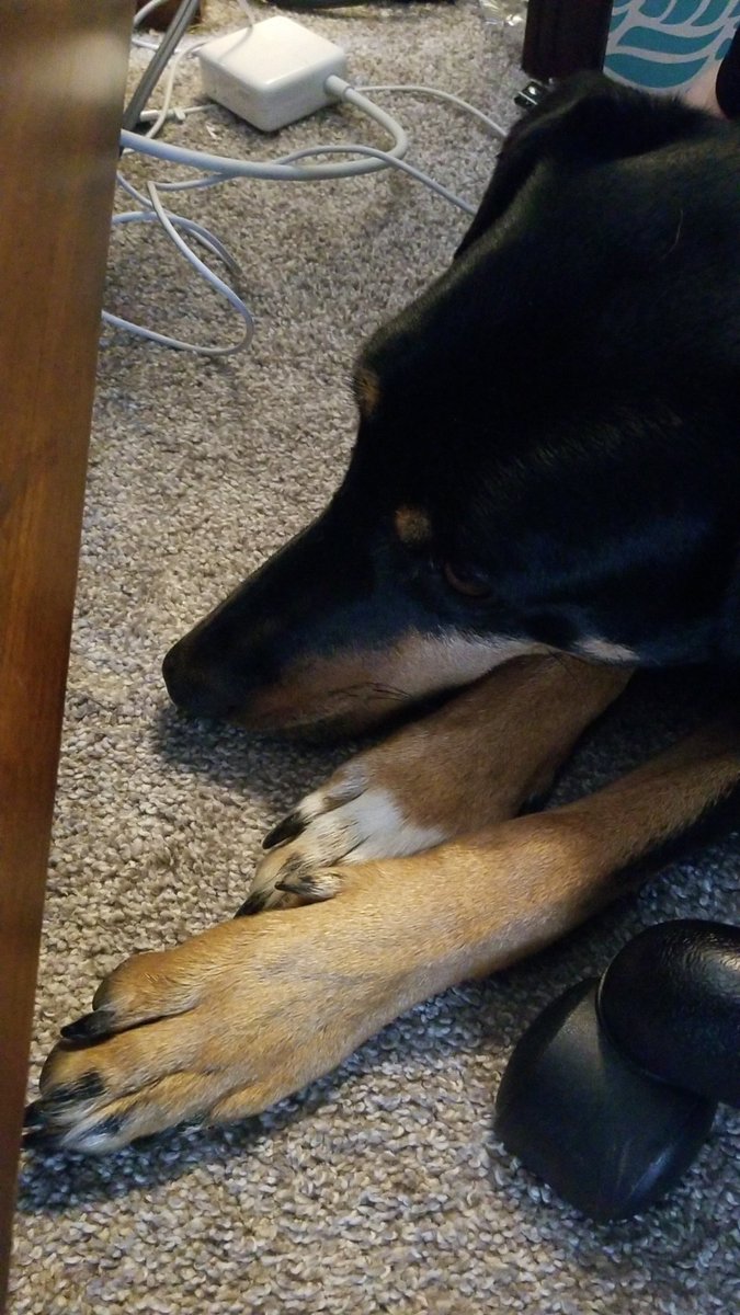 Hired a new TA.  All she does is sit at my feet and ignore my directives.  🤦‍♀️😉😬🐕