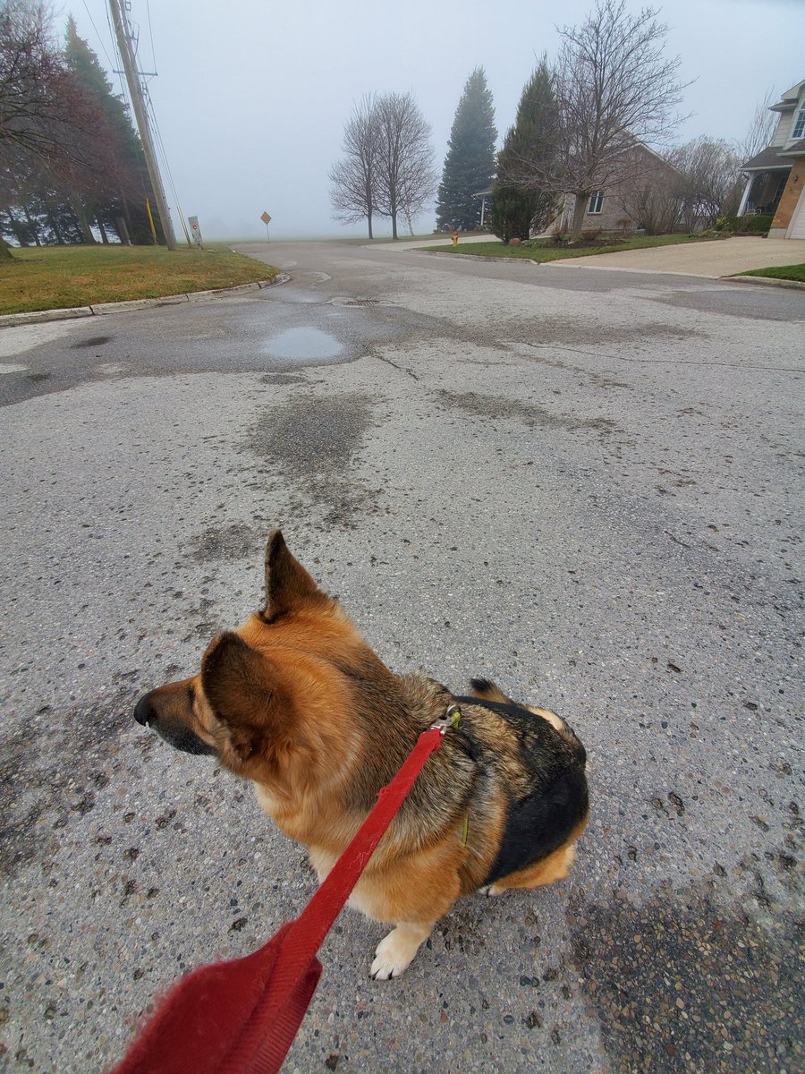 F3inGoderich's tweet photo. Knocked off another #2kwalk #bestwalkingbuddy #BostontheGSD #foggy #eerie #quiet #nooneout #ShareYourWeather @Northern_Ozbird @MurphTWN https://t.co/kmSP7L7G9r