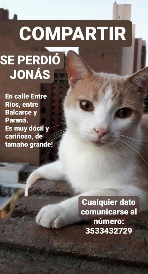 garzon_pipo's tweet photo. Si alguien lo vio por favor comunicarse a este número ! @VivireNuevaCba @VivirEnNuevaCba 
DIFUNDIR !! https://t.co/Zu2BPKkNgS