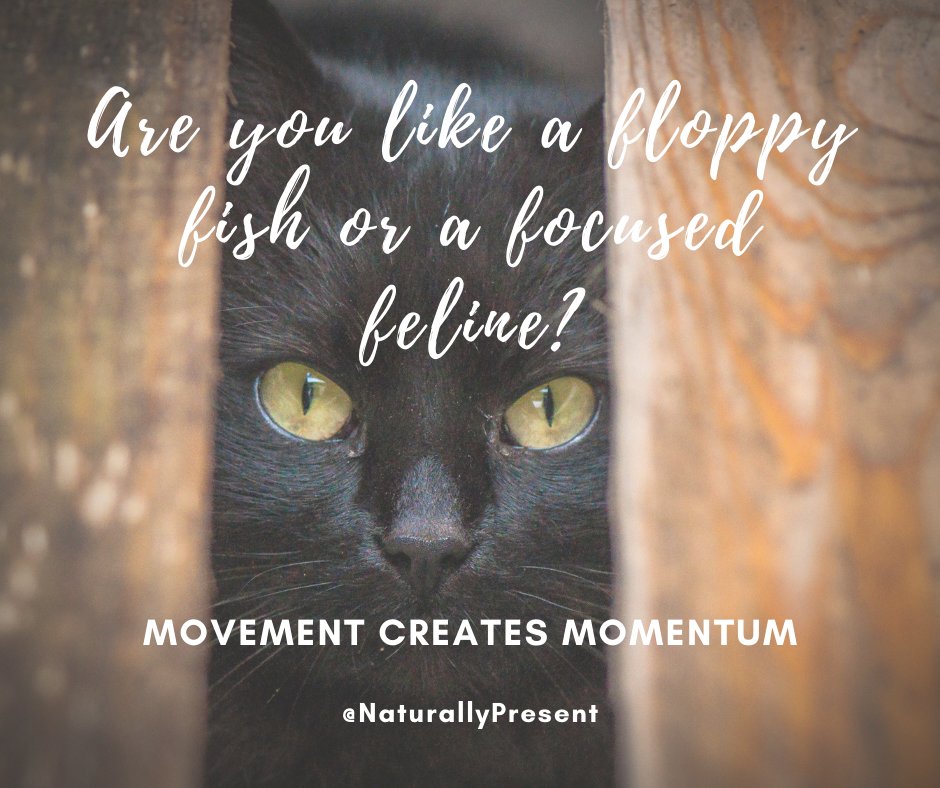 hmc1223's tweet photo. Some days I feel like a floppy fish out of water, other days I’m a focused feline zeroing in on a ball of yarn! When my focus is flopping about I find movement is the key player. https://t.co/b97b8wCTli

#naturallypresent #getfocused #pause #movementcreatesmomentum #bepresent https://t.co/SHSbTmAYZ7