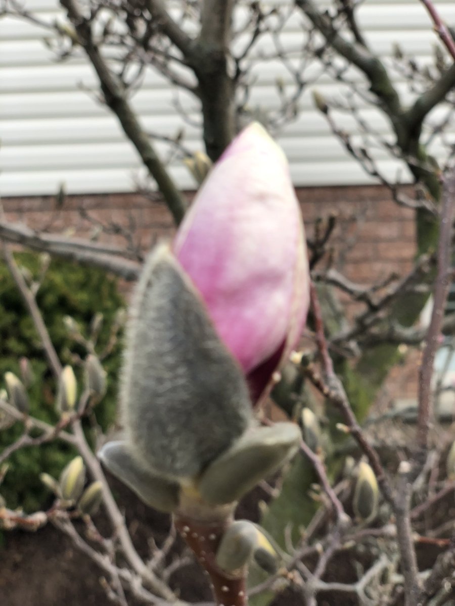 Early this morning, before beginning our online learning for the day, Addison &amp; I had a chat about some of the things we miss right now. I decided we could make a list of things that bring us joy &amp; pointed out how many of things, on this list, that  we can still do. #perspective