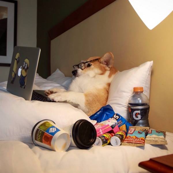 TransitionsInCF's tweet image. This research will be conducted through a phone or video conference interview with the researcher, and should last approximately 40 minutes to an hour. (Feel free to bring your own snacks, corgis optional)